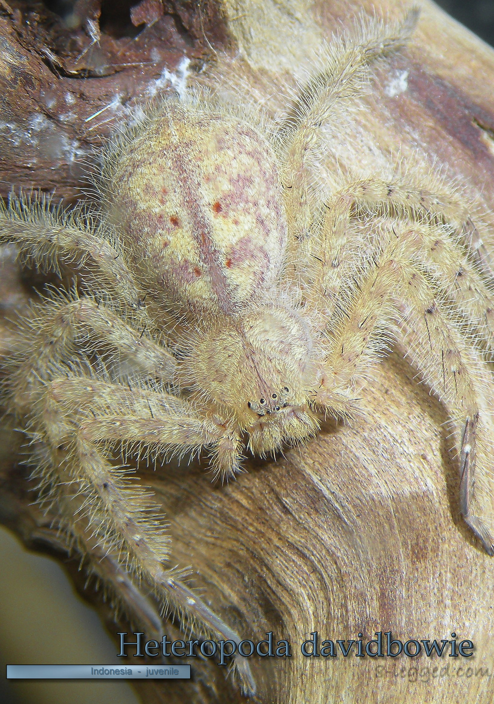 Heteropoda davidbowie